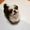 Photo №1. shih tzu - à vendre en ville de Brienz | 400€ | Annonce №125796