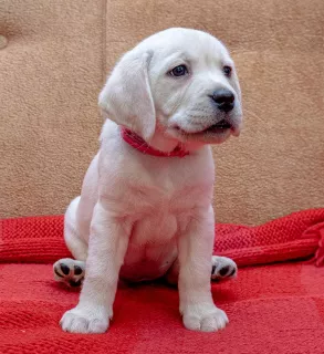 Photo №3. CHIOTS DE HAUTE RACE DE LABRADOR-RETRIVER DE CHAMPIONS. Ukraine