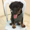 Photo №1. rottweiler - à vendre en ville de Gothenburg | 550€ | Annonce №88539