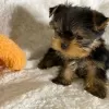 Photo №4. Je vais vendre yorkshire terrier en ville de Nuremberg. annonce privée - prix - 237€