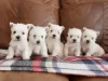 Photo №1. west highland white terrier - à vendre en ville de Viennaer | négocié | Annonce №82070