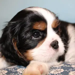 Photo №1. cavalier king charles spaniel - à vendre en ville de Minsk | 541€ | Annonce №1182