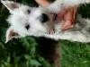 Photo №1. west highland white terrier - à vendre en ville de Brudzów | 311€ | Annonce №119426