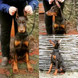 Photo №1. dobermann - à vendre en ville de Киев | 700€ | Annonce №4710