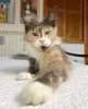 Photo №1. maine coon - à vendre en ville de Berlin | 500€ | Annonce № 104585