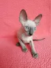 Photo №1. cornish rex - à vendre en ville de Мюнхенбернсдорф | 250€ | Annonce № 30004