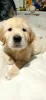 Photo №1. golden retriever - à vendre en ville de Poltava | 800€ | Annonce №33129