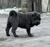 Photo №3. Shar Pei Chiot FCI. Pologne