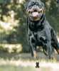 Photos supplémentaires: Kennel Club a enregistré de magnifiques chiots Rottweiler