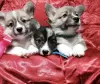 Photo №2 de l'annonce № 9285 de la vente welsh corgi - acheter à Biélorussie annonce privée