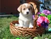 Photo №1. welsh corgi - à vendre en ville de Bennäs | Gratuit | Annonce №127896