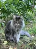 Photos supplémentaires: Chatons Maine Coons