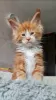 Photo №3. Chatons Maine coon en bonne santé, adorables et socialisés, disponibles. Allemagne