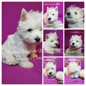 Photo №4. Je vais vendre west highland white terrier en ville de Dnipro. de la fourrière - prix - 881€