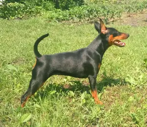 Photos supplémentaires: Chiots pinscher miniatures du champion d'Ukraine