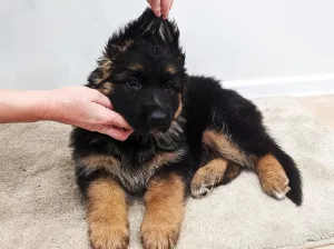 Photos supplémentaires: Berger allemand. meilleur chiot avec une portée