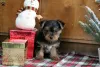 Photo №3. MAGNIFIQUE MINIATURE YORKSHIRE TERRIER. Allemagne