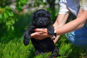 Photo №2 de l'annonce № 6523 de la vente berger allemand - acheter à Ukraine de la fourrière