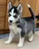 Photo №2 de l'annonce № 96960 de la vente husky de sibérie - acheter à La finlande annonce privée