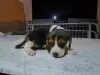 Photo №1. beagle - à vendre en ville de Nemenikuće | négocié | Annonce №73026