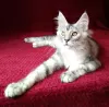 Photo №1. maine coon - à vendre en ville de Barnaul | négocié | Annonce № 43452