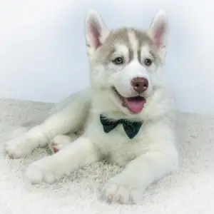 Photo №4. Je vais vendre husky de sibérie en ville de Yalutorovsk. éleveur - prix - 355€