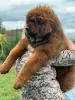 Photo №1. mastiff - à vendre en ville de Trstenik | négocié | Annonce №112784