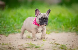 Photos supplémentaires: Chiots bouledogue français