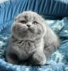 Photo №1. scottish fold - à vendre en ville de Пршибрам | 14196€ | Annonce № 75130