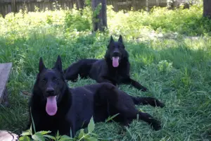 Photos supplémentaires: Mâle noir de 4 mois, berger allemand, standard, de deux producteurs noirs KSU