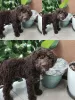 Photos supplémentaires: Chiots Lagotto Romagnolo à vendre