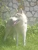 Photo №1. husky de sibérie - à vendre en ville de Voronezh | 571€ | Annonce №11610