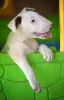 Photo №1. bull terrier - à vendre en ville de Бачка-Паланка | négocié | Annonce №120669