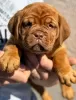 Photo №1. dogue de bordeaux - à vendre en ville de Smederevo | négocié | Annonce №102896