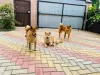 Photo №4. Je vais vendre shiba en ville de Гулькевичи. annonce privée - prix - négocié