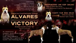 Photos supplémentaires: Chiots Amstaff, pépinière d’élevage "Alvarez Victory"