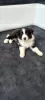 Photo №1. border collie - à vendre en ville de Żory | 836€ | Annonce №106871