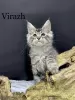 Photo №4. Je vais vendre maine coon en ville de Kharkov. annonce privée - prix - 1338€