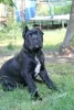 Photo №2 de l'annonce № 20102 de la vente cane corso - acheter à Biélorussie annonce privée