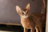 Photos supplémentaires: Chatons Abyssins de couleur sauvage et oseille