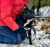 Photo №2 de l'annonce № 130424 de la vente chien bâtard - acheter à Fédération de Russie annonce privée