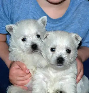 Photo №1. west highland white terrier - à vendre en ville de Moscou | 716€ | Annonce №2497