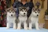 Photo №2 de l'annonce № 121841 de la vente malamute de l'alaska - acheter à Pays Bas annonce privée