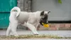 Photos supplémentaires: Chiots Akita américain à vendre