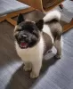 Photo №1. akita (chien) - à vendre en ville de Kuwait City | négocié | Annonce №132256