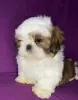 Photo №1. shih tzu - à vendre en ville de Minsk | 393€ | Annonce №89548