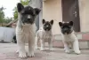 Photos supplémentaires: Chiots Akita américain à vendre