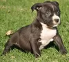 Photo №1. american pit bull terrier - à vendre en ville de Marks Point | négocié | Annonce №66302