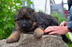 Photo №1. berger allemand - à vendre en ville de Mariupol | 458€ | Annonce №6695