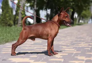 Photos supplémentaires: Chiots pinscher miniatures du champion d'Ukraine